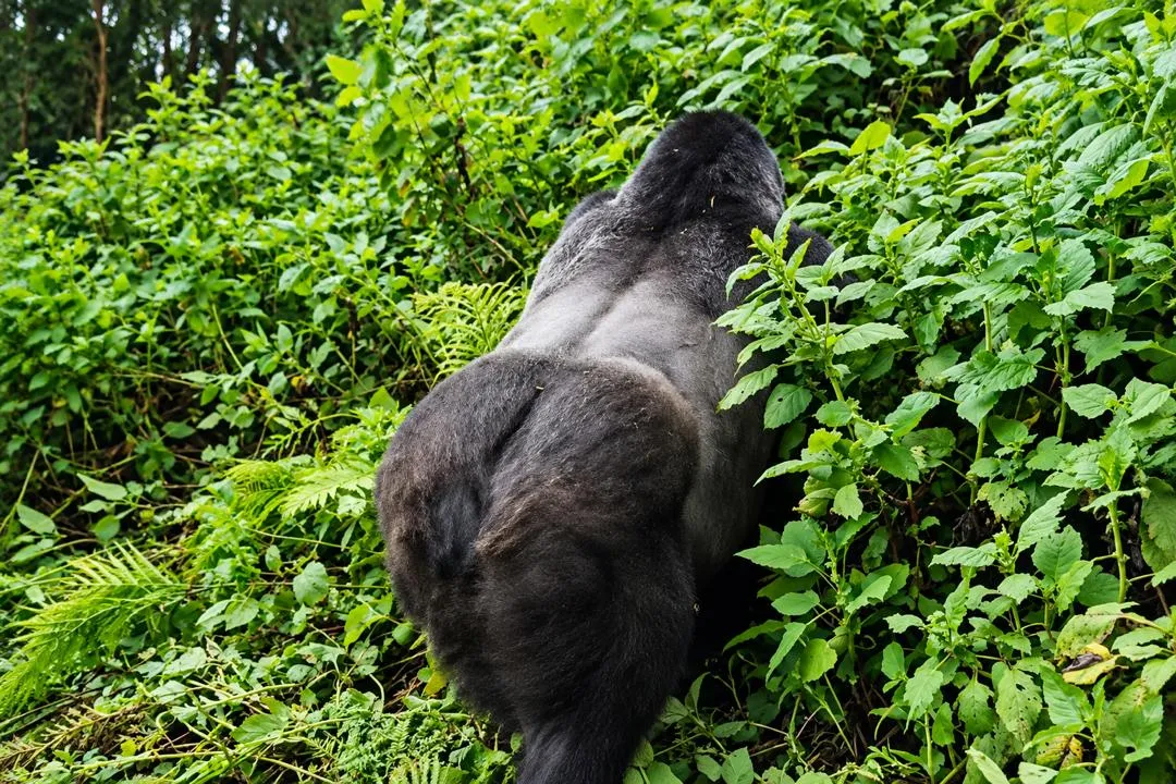 Representative view of Volcanoes National Park in Rwanda